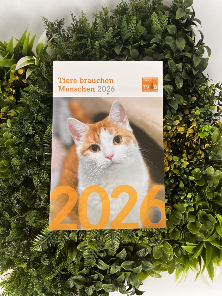 IMG_3800 - TVB Merch Shop